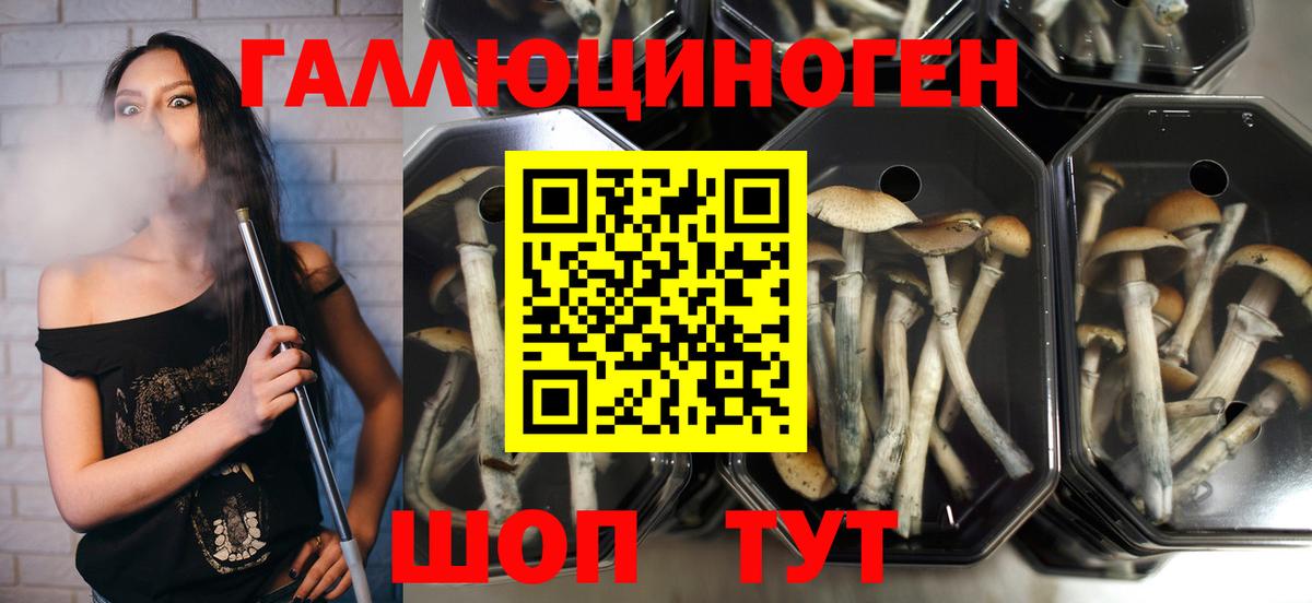 Псилоцибиновые грибы мицелий  где продают   Псилоцибиновые грибы Psilocybine cubensis  Люберцы  Вход с VPN 